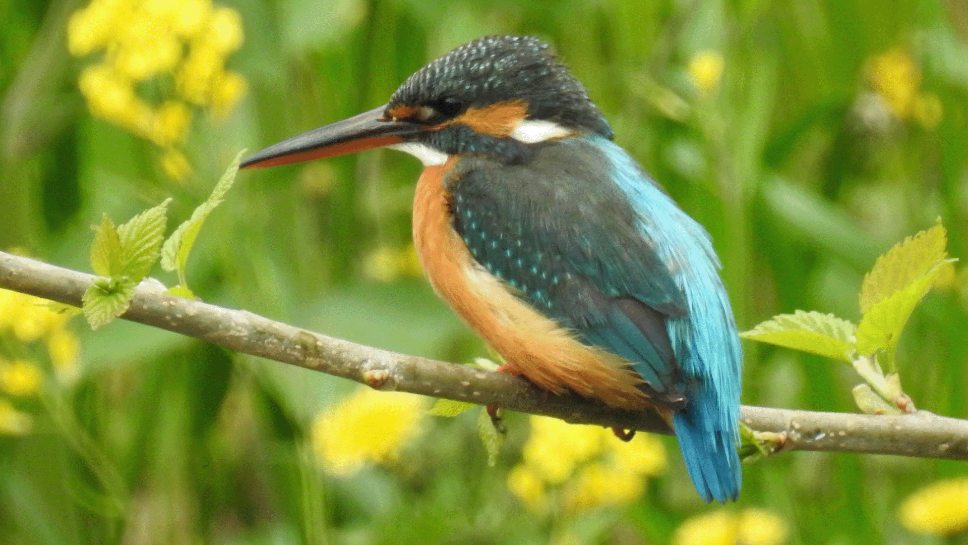 カワセミ,coolpix900