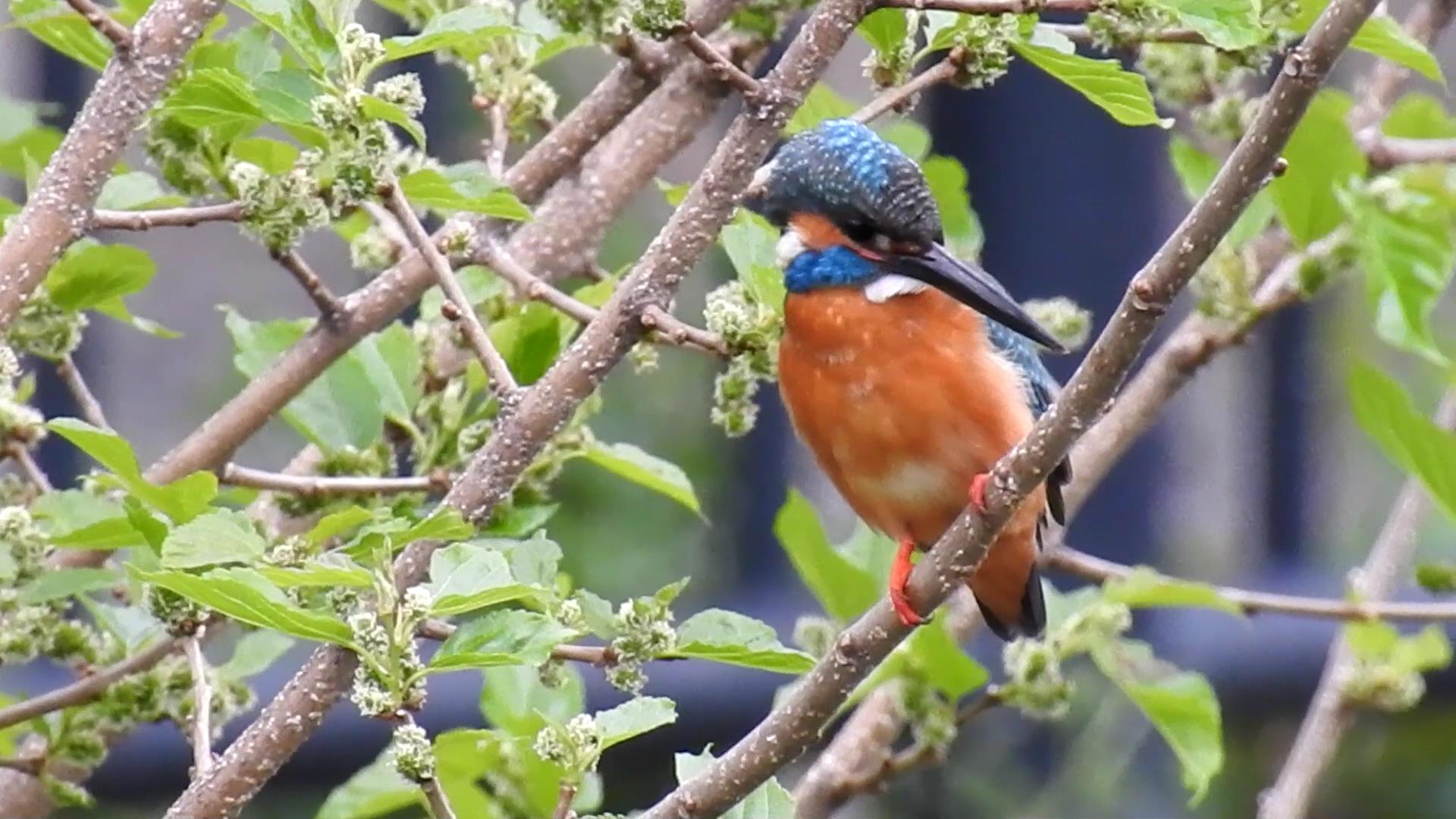 カワセミ,coolpix900